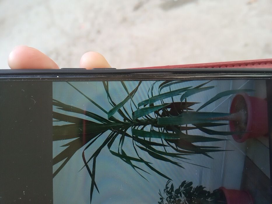 Комнатные растение. Хона гуллари.