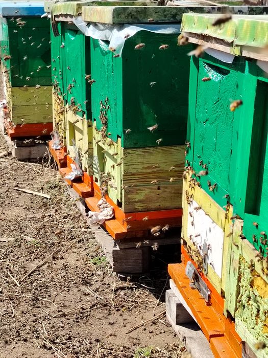 Продам мёд с личной пасеки.