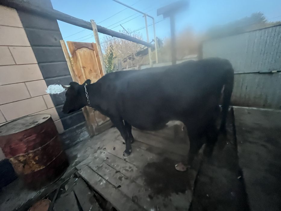 Сауынды сиыр сатылады
