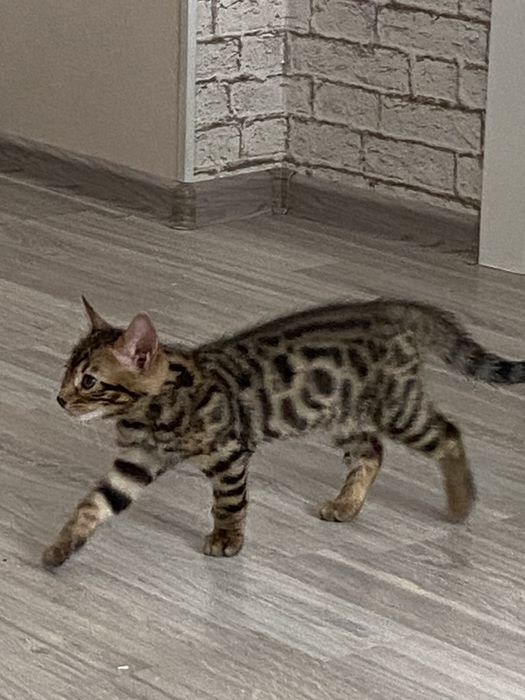 Продаются бенгальские котята