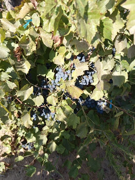 Struguri pt.vin diferite soiuri!