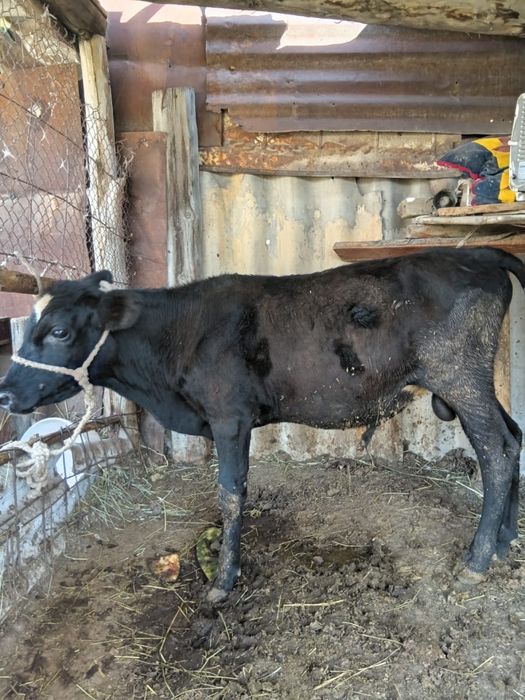 Бұқа(бұзау) сатылады. Продам бычка