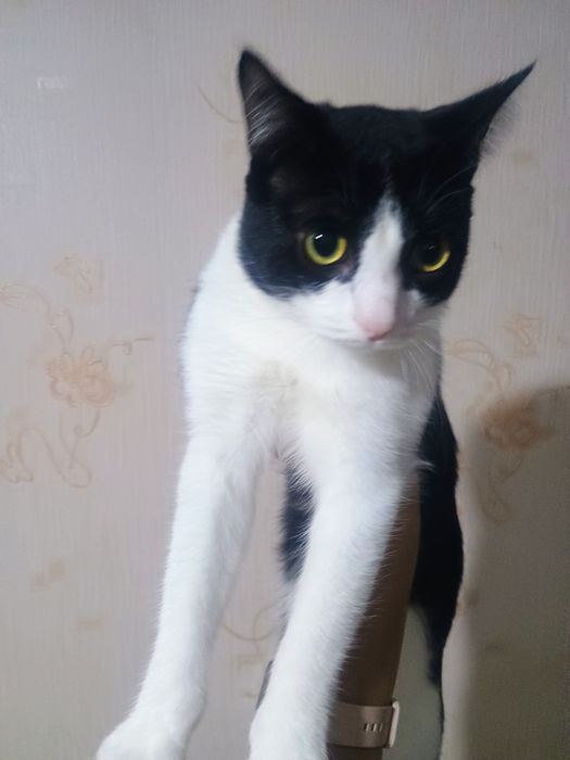 Отдам в добрые руки кастрированного котика
