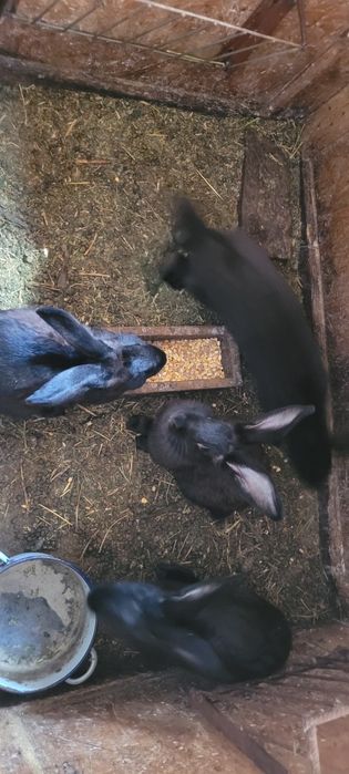 Зайци Пеперуда за разплод и месо