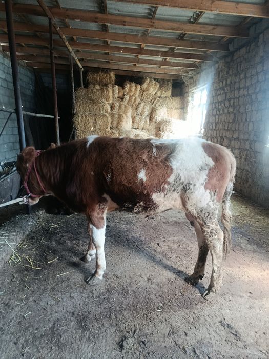 Буқа сатылады аа