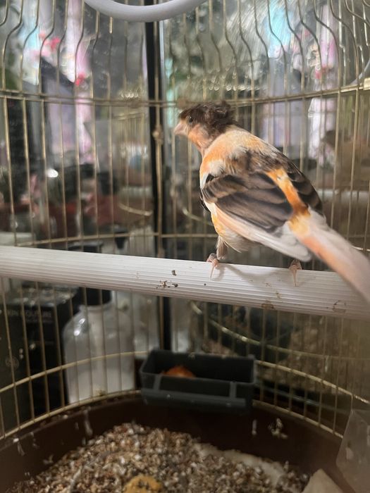 Продам птичку канарейку