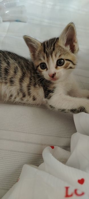 Котенок очень умный и ласковый