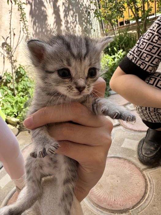 Кошка Мысық Мысык Актау