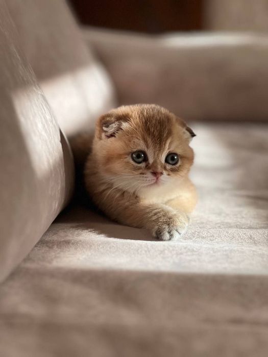 Котята от правильной вязки