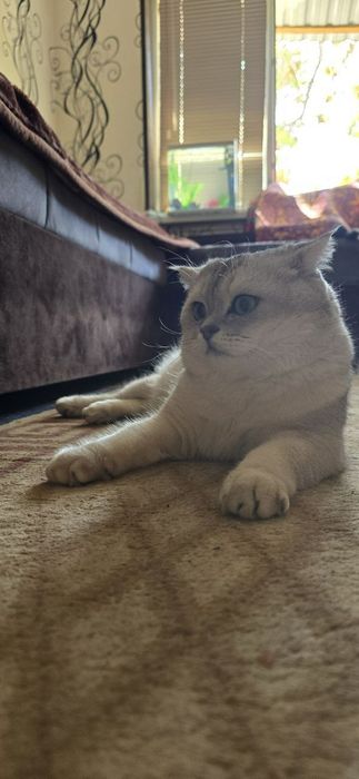 Не продаётся. Кот на вязку.