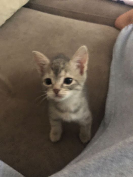 Котенок бесплатно