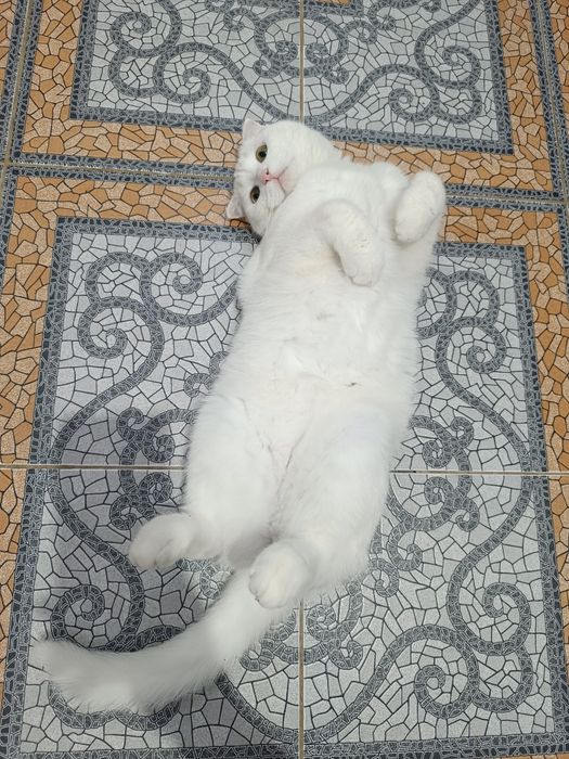 Вязка. Ищем породистого кота