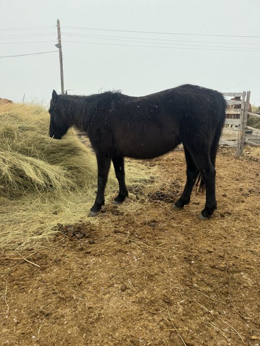 Продам кобыл жеребых