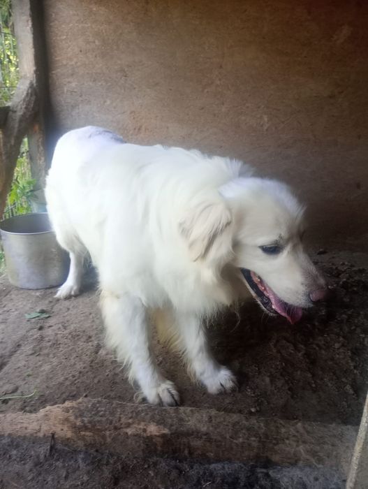 Golden retriever