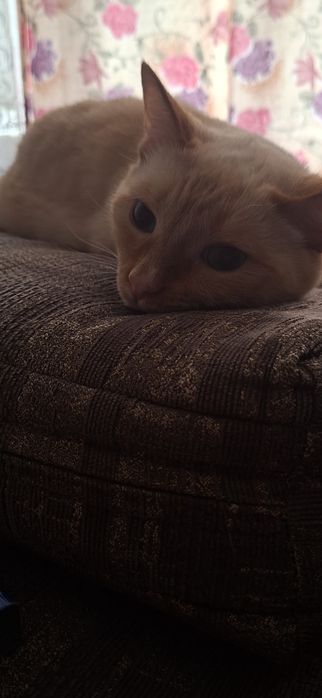 Отдам Кота бесплатно