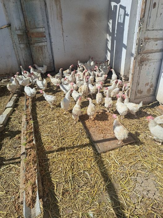 Sendi tovuqlar sotladi