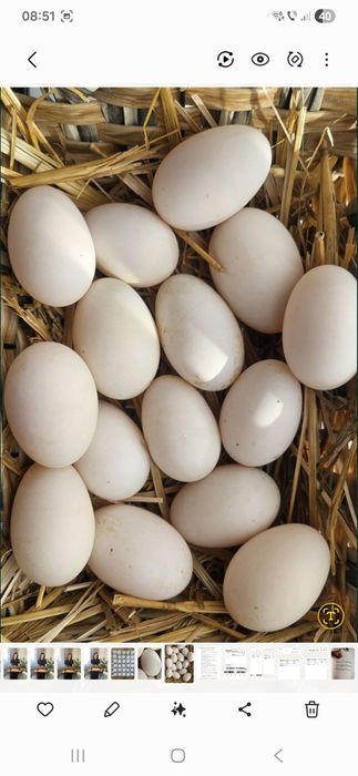 Ouă de rață proaspete