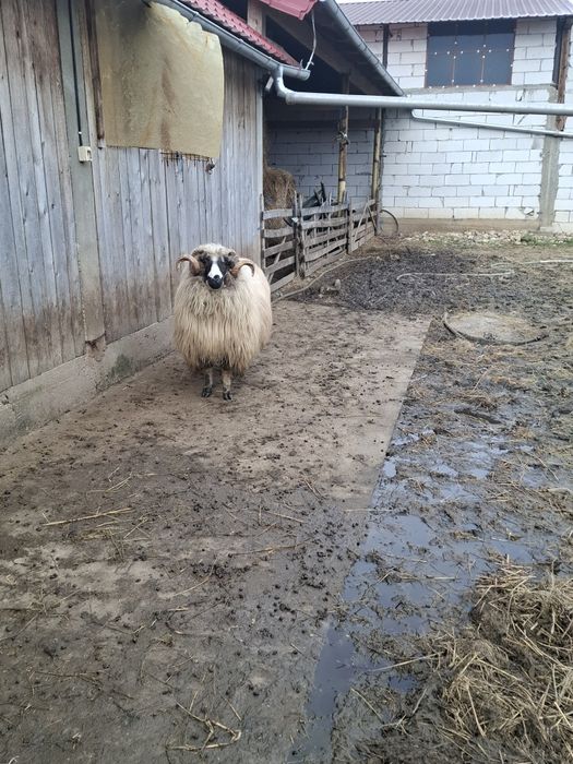 Berbec tânăr bun de ținut