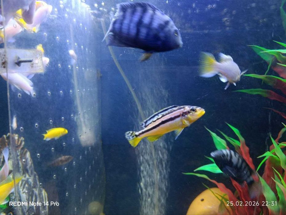 Akvarium va baliqlar sotiladi NURAFSHON