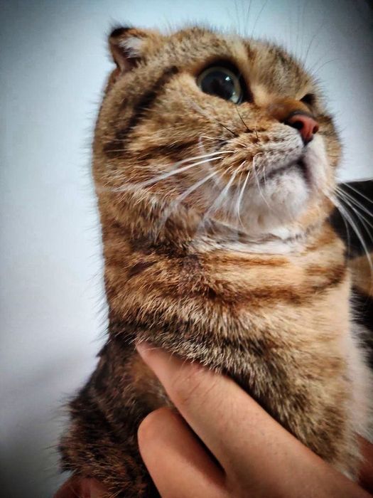 Sotiladi skotish fold erkak