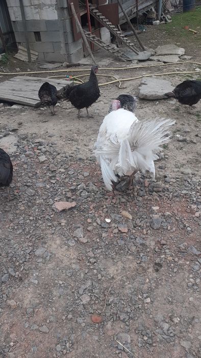 Curca și ouă  de vânzare  pt a fi closca