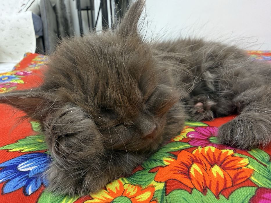 Шотландская шоколадка