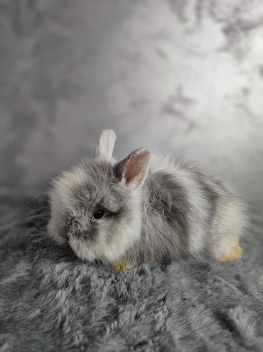 lepurasi din rasa Cap de Leu