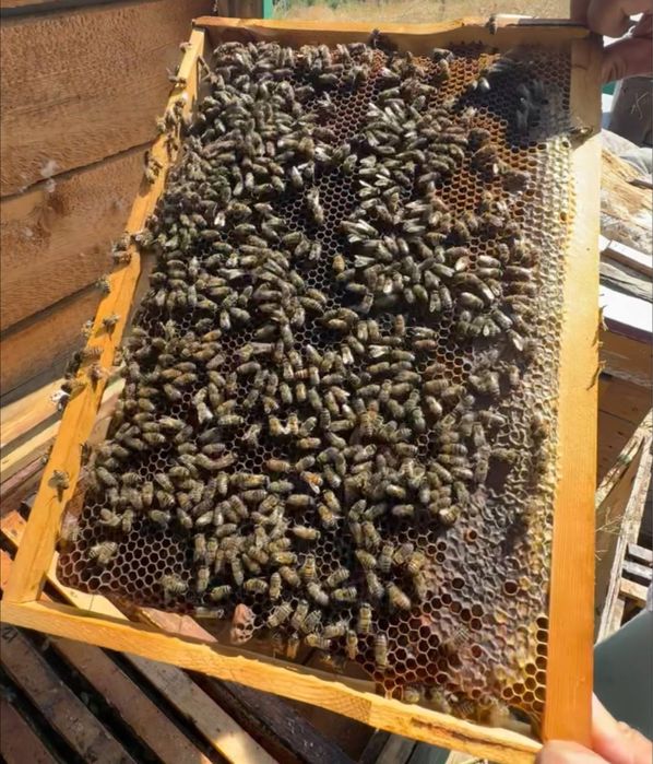 *Акция Мёд , Акция Асал , Sale Honey