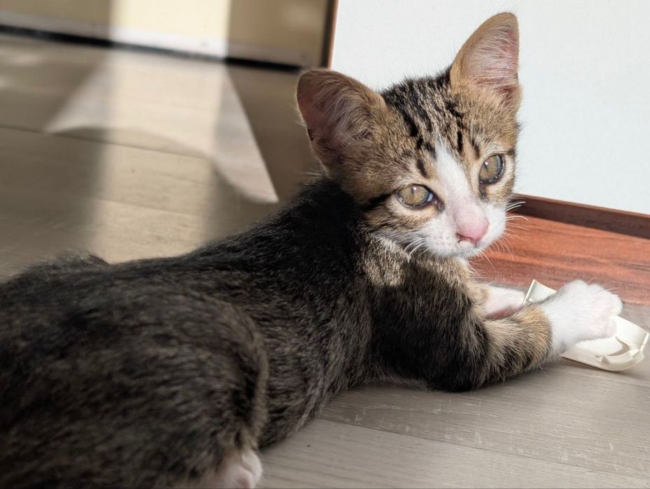 Котенце момче, 2 месеца