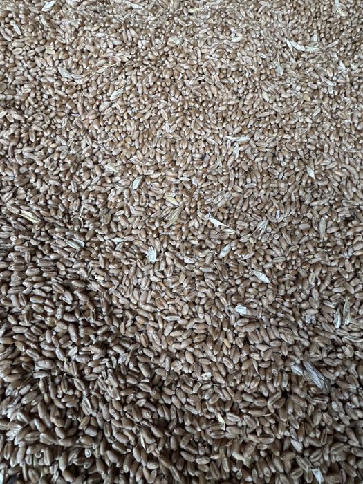 Vanzare grâu 1.10 lei/kg