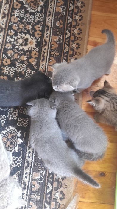 Ажойиб  мушукчалар