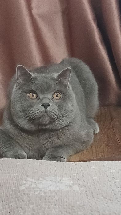 Вязка британский