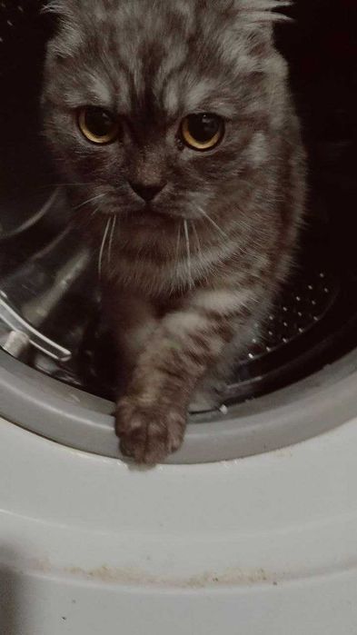 Страйт и Фолд кошки/коты