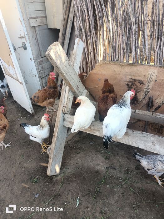 Продам трёх месячных цыплят