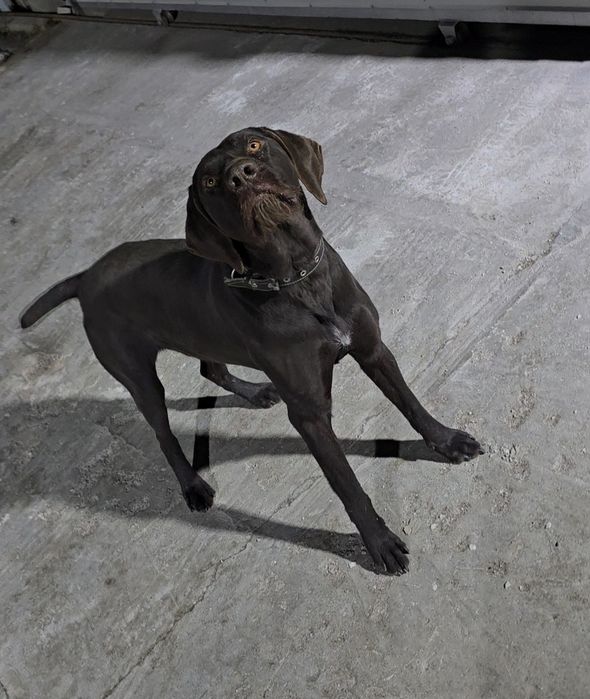 Дратхаар кабель 2 года