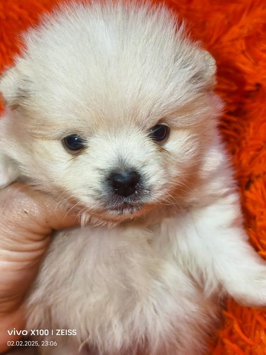 Очаровательные щенки шпица.