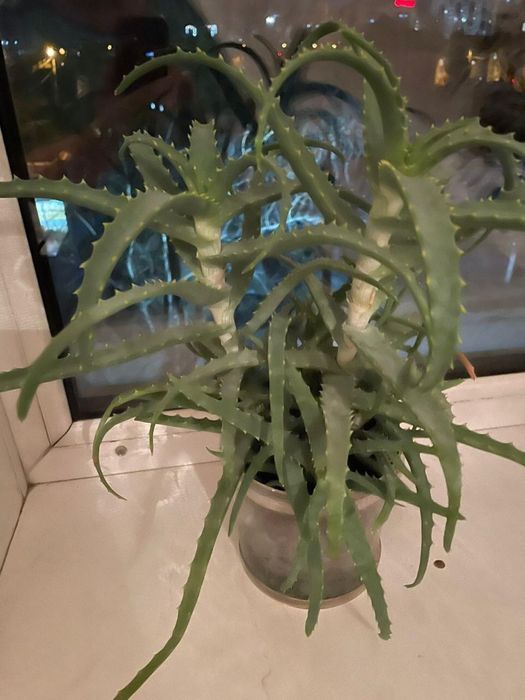 Продам комнатные растения