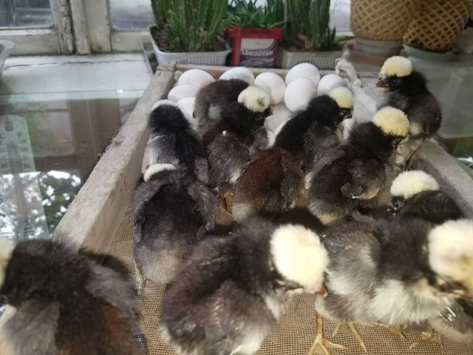 Куры, Петухи, Яйца Декоративных Белохохлых Голландских Кур
