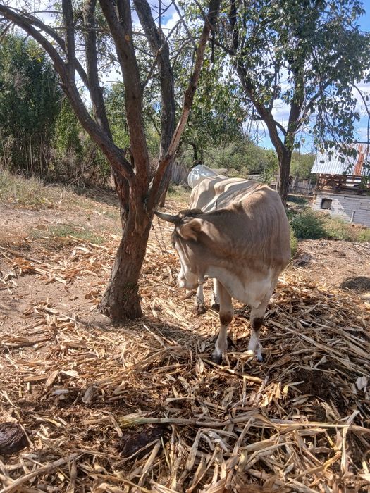 Vaca de  vanzare