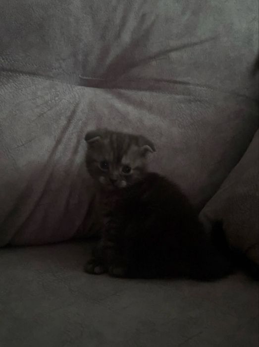 Продается котенок шотландский