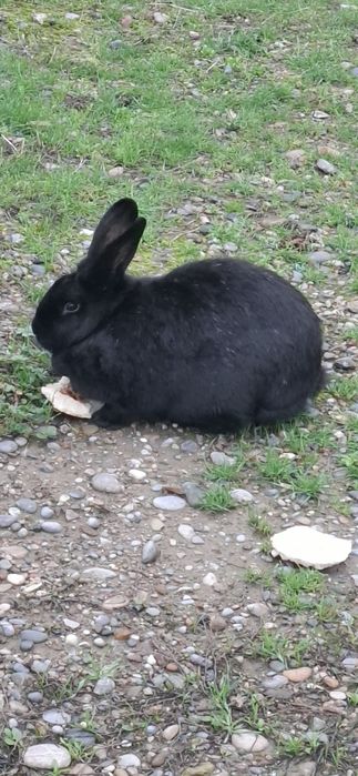 Кролики қоян тауық куры