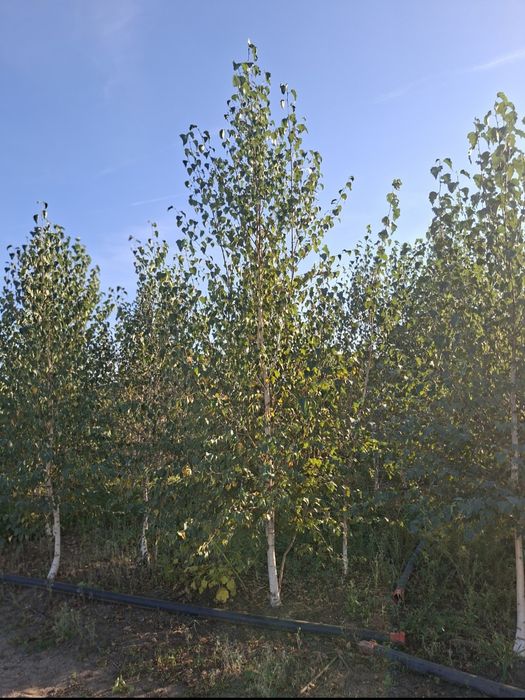 Vand mesteacan tei Arțar Stejar platan