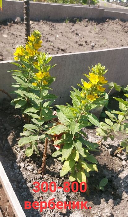 Продам многолетний цветы