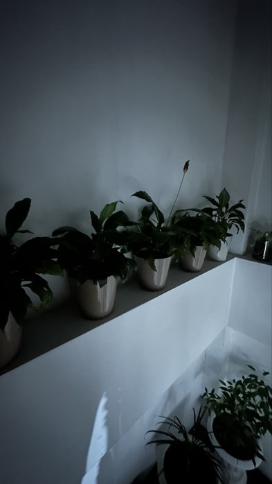 Продам комнатные цветы.