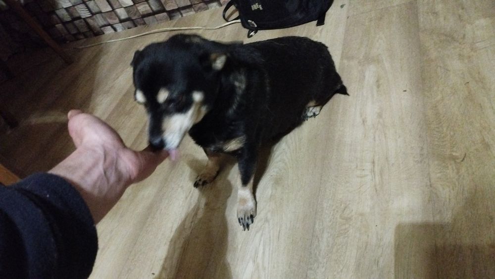 Ищу новых хозяев