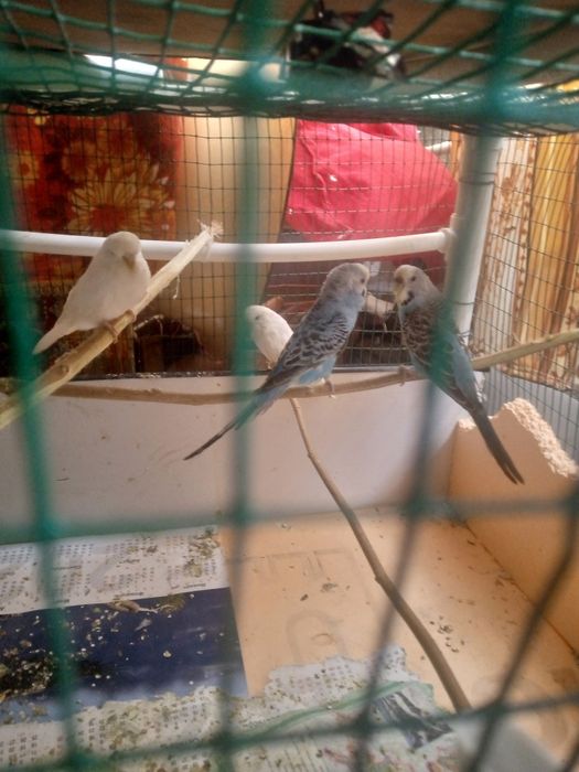 Папугайлар сотилади