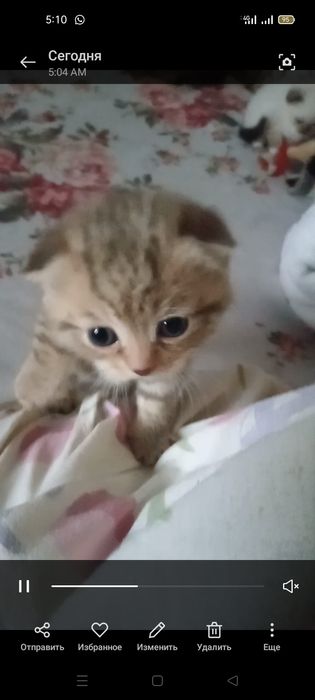 Котенок шотландский вислоухий