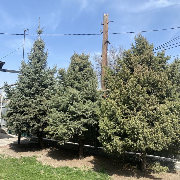 Продам Ёлки город алматы