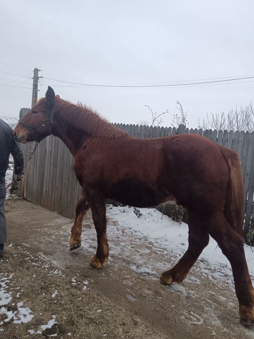 Iapa de 6 ani cu mânz de 11 luni semigreu de vanzare