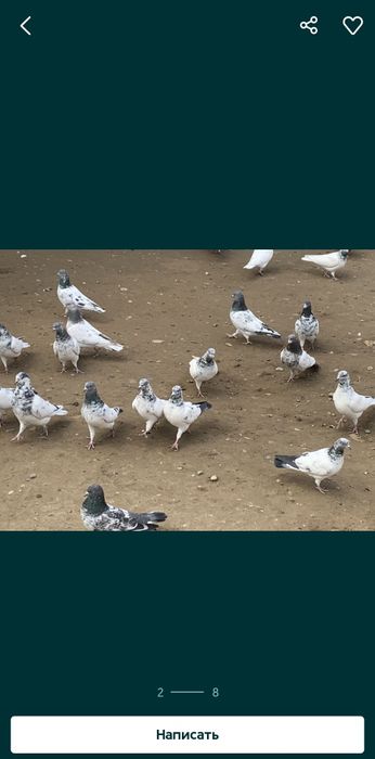 Голуби пакистанцы